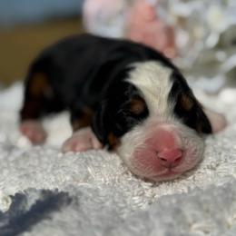 Girl 4 - Black rust and white female Bernese Mountain Dog puppy in Broxton, Georgia from Faith’s Bernese