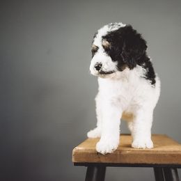 Alphie - Black and white male Bernedoodle puppy in Caldwell, Idaho from Boise Doodle Co.