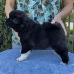 Girl 2 - Black female Akita puppy in Coopersburg, Pennsylvania from Main Street Akitas