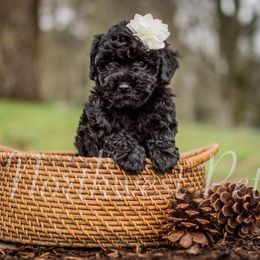 Poodle Puppies from Moore Poodles