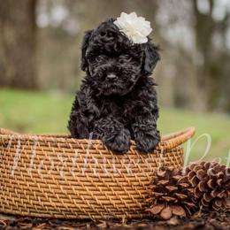 Poodle Puppies from Moore Poodles