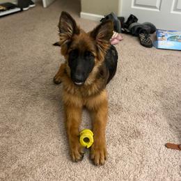 German Shepherd Puppies from Zwinger Vom Greifjäger