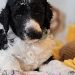 Girl 1 - Poodle puppy in Mayfield Heights, Ohio from Sheridance Poodles