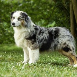 Titus - Miniature American Shepherd
