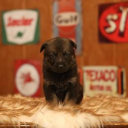 Venus - Sable female German Shepherd puppy in Philippi, West Virginia from Vom Haus Highlands