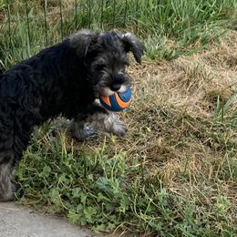 Miniature Schnauzer Puppies from Lindow Schnauzers