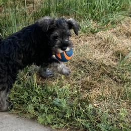 Miniature Schnauzer Puppies from Lindow Schnauzers