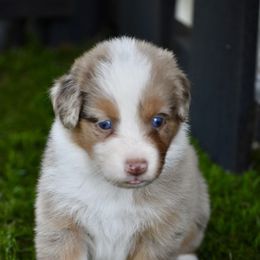 Rachel - Red merle female Australian Shepherd puppy in Oak Hill, Florida from Swingin T Ranch LLC