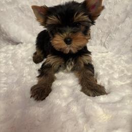 LB red boy - Blue and gold male Yorkshire Terrier puppy in Alburnett, Iowa from Hobbs Shire Yorkies