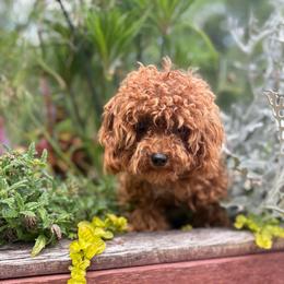 Teacup Lily - Apricot female Poodle puppy in Utica, Ohio from Poodle Me Crazy