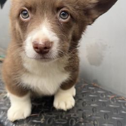 Barrel - Liver and white male American Corgi puppy in Grants Pass, Oregon from KnR Antler Dogs