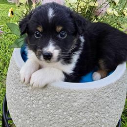 Flopsy - Black tri male Miniature Australian Shepherd puppy in Port Saint Lucie, Florida from Charlene Brannon's Mini Australian Shepherds