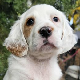 Symington Girl - Orange belton female English Setter puppy in Boise, Idaho from English Setters of the Eyrie