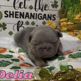 Delia - Tricolors female French Bulldog puppy in Spokane, Washington from Lilac City Frenchies