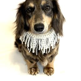 Bella - Dachshund