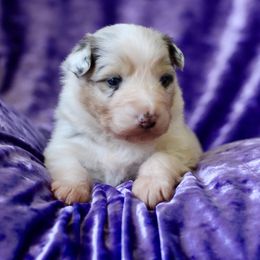 "Eyes are open! Photo time!" Australian Shepherd Puppies from Mezzo Australian Shepherds