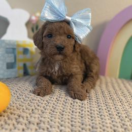 Pink Girl - Red  female Goldendoodle puppy in Colorado Springs, Colorado from Simply Mini Goldendoodles