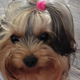 Yorkshire Terriers from SISSYS YORKIES