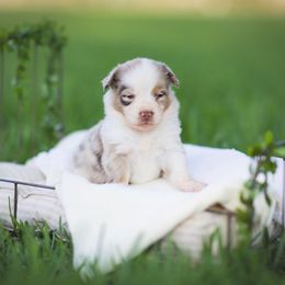 Australian Shepherd, Miniature Australian Shepherd, and Toy Australian Shepherd Puppies from Triple Lake Ranch Miniature Australian Shepherds