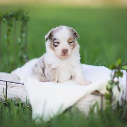 Australian Shepherd, Miniature Australian Shepherd, and Toy Australian Shepherd Puppies from Triple Lake Ranch Miniature Australian Shepherds