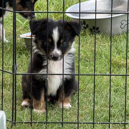 Dane - Black tri male Toy Australian Shepherd puppy in Ambrose, Georgia from Brandilyn's Aussies