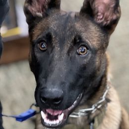 Dutch Shepherds from Ironcore K9