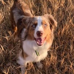 Miniature Australian Shepherd All Grown Up from Klatt's Mini Aussie's