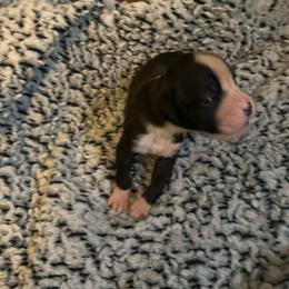Girl 1 - Brindle female Boxer puppy in Lakeland, Florida from Cote's Boxers