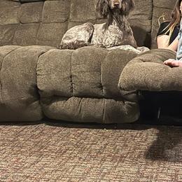 Legacy - Poodle