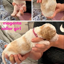 Poodle Puppies from Cassie Enlow