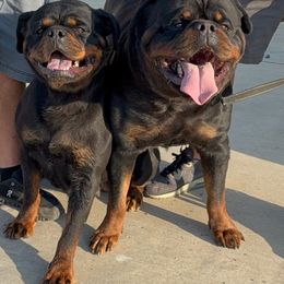 Blue boy - Black and mahogany male Rottweiler puppy in Grass Valley, California from Vom Haus Flores