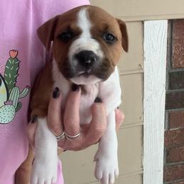 Magpie - Red female American Staffordshire Terrier puppy in Marietta, Georgia from Ambition Amstaffs