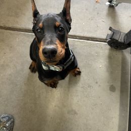 Aqua - Black and rust female Doberman Pinscher puppy in Cheney, Washington from European Dobermans by Diana