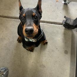 Aqua - Black and rust female Doberman Pinscher puppy in Cheney, Washington from European Dobermans by Diana