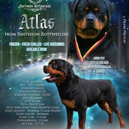 Rottweilers from Pantheon Rottweilers