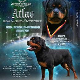Rottweilers from Pantheon Rottweilers