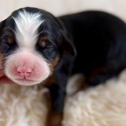 Buzz- blue collar - Tri-color male Bernedoodle puppy in Colorado Springs, Colorado from Mercy Mountain Bernedoodles