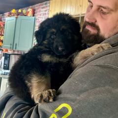 Moonlight - Black and red female German Shepherd puppy in Watervliet, Michigan from M&M Shepherd Farms