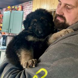 Moonlight - Black and red female German Shepherd puppy in Watervliet, Michigan from M&M Shepherd Farms