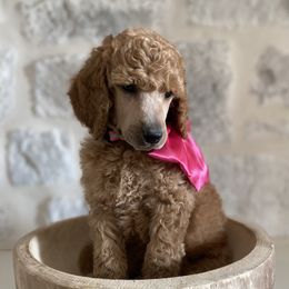 Bernedoodle, Goldendoodle, and Poodle Puppies from Central Valley Canine Companions