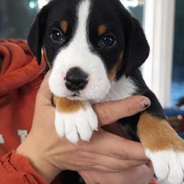 Blue Collar Boy - Black, white and red male Greater Swiss Mountain Dog puppy in Knoxville, Maryland from Dahlgren Swissys