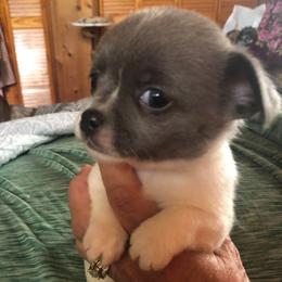 Lindsey Buckingham(now - Blue and white male Chihuahua puppy in Amelia, Virginia from Pannell’s Precious Pups