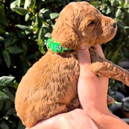 Green collar - Red  male Poodle puppy in El Paso, Texas from Paws Of Beauty