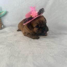 Leia - Belge female Brussels Griffon puppy in Seneca, Missouri from Stephanie’s Puppy Colony