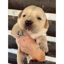 Girl 2 - Yellow female Labrador Retriever puppy in Sullivan, Missouri from O’Dell Labs