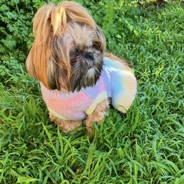 Shih Tzu Puppies from Majestic M Shihtzu’s