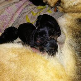 German Shepherd Puppies from Countryside Kennel