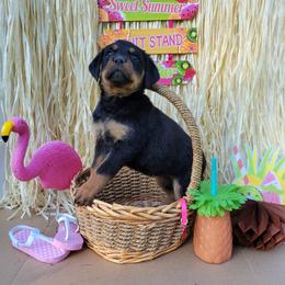 Rottweiler Puppies from C & J Rottweilers