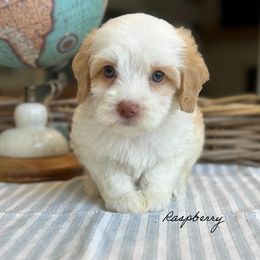 Raspberry - Caramel female Australian Labradoodle puppy in Nashville, Tennessee from SF Australian Labradoodles