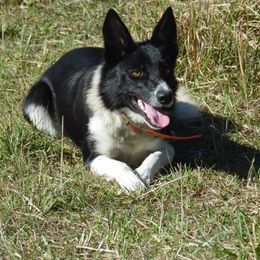 Stella - Border Collie